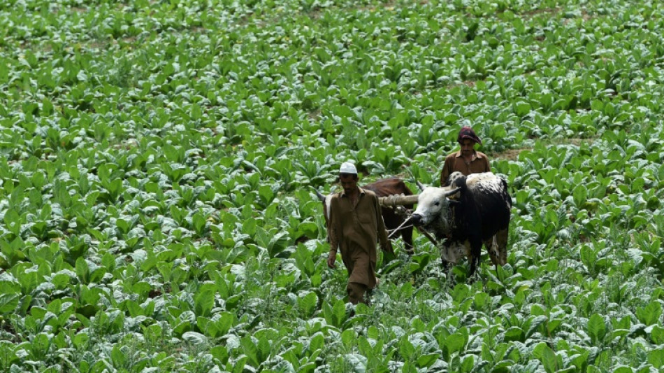 La OMS impulsa una campa&ntilde;a para que los productores de tabaco cambien de cultivo