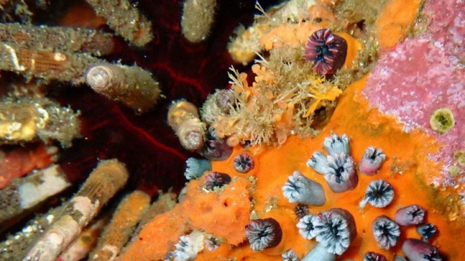 Corals show El Nino intensifying as planet warms: study