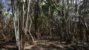 La superficie devastada por incendios en la Amazon&iacute;a brasile&ntilde;a cae un 65% en julio