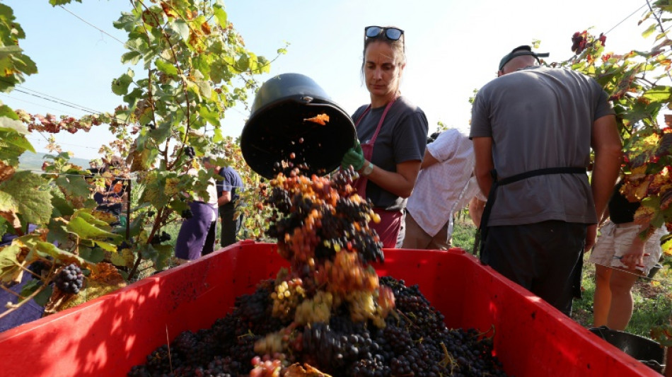 Contre les maladies, des vins font de la r&eacute;sistance