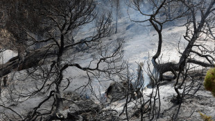Almeno 69 i morti per gli incendi in Algeria