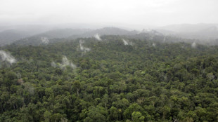L’exceptionnelle biodiversité de la Guyane menacée par le changement climatique