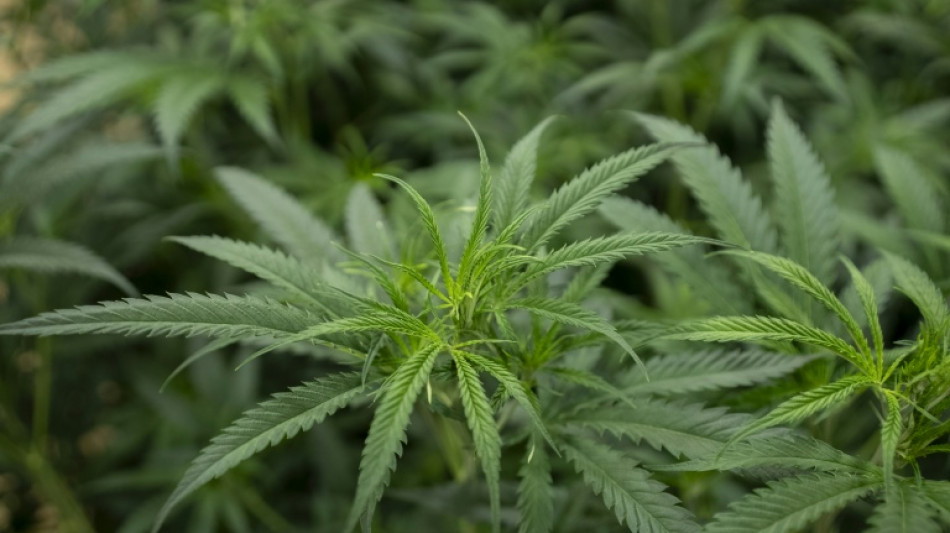 Illegale Cannabisplantage mit hunderten Pflanzen in Niedersachsen entdeckt