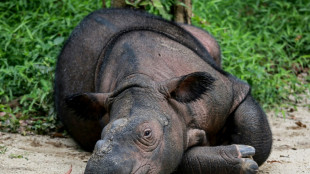 Indon&eacute;sie: l'ins&eacute;mination artificielle pour sauver le rhinoc&eacute;ros de Born&eacute;o