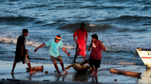 Caza de tortugas verdes para la gastronomía tradicional del caribe nicaragüense