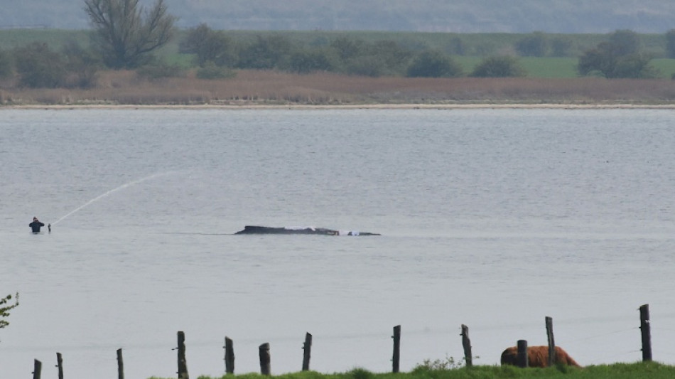 Wal-Rettung verz&ouml;gert sich - Helfer schauen dem Tier ins Maul