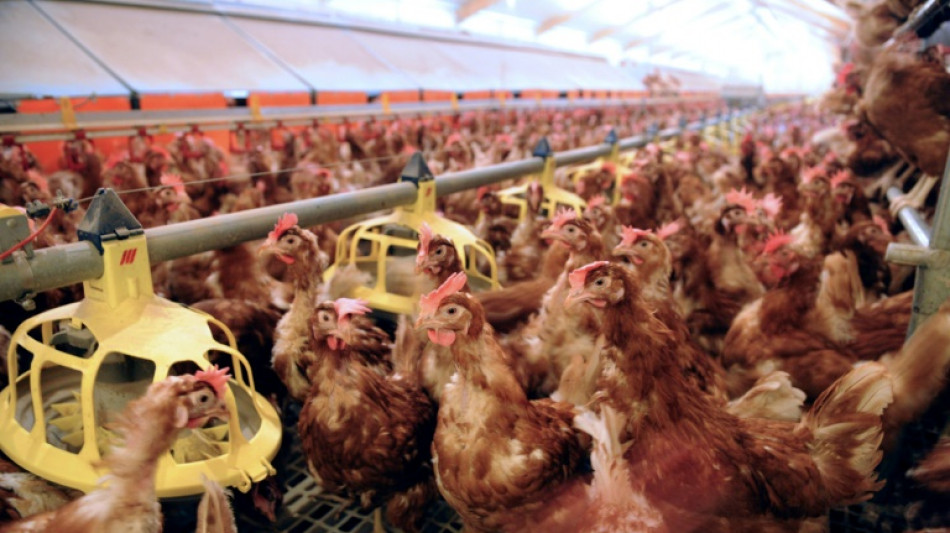 Une agence europ&eacute;enne recommande de bannir l'&eacute;levage en cage des volailles