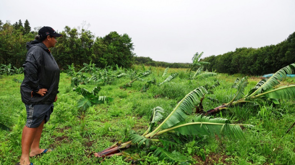 A La R&eacute;union, l'agriculture d&eacute;vast&eacute;e apr&egrave;s le passage du cyclone Belal