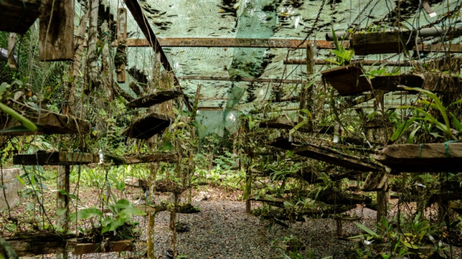 Botanists comb Gabon's rich rainforests with nature on the line