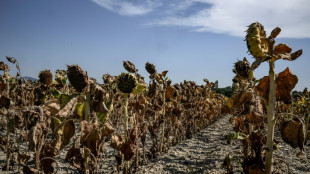 Las olas de calor durarán más y serán más intensas, advierte un experto de la ONU