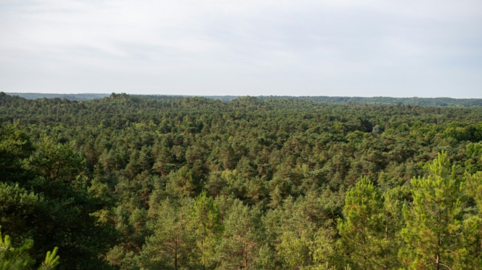 Canicule: quand les arbres arr&ecirc;tent de transpirer