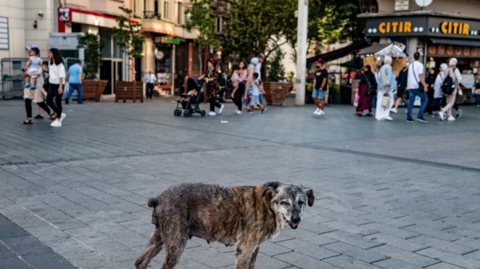Turquie: cent ans apr&egrave;s, les chiens errants de nouveau dans la tourmente