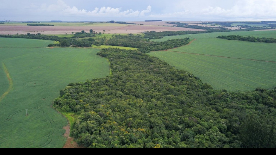 Br&eacute;sil: au pays des "agrotoxiques", les biopesticides ouvrent une br&egrave;che