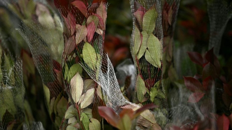 Les nouveaux contr&ocirc;les post-Brexit, &eacute;pine pour les horticulteurs britanniques