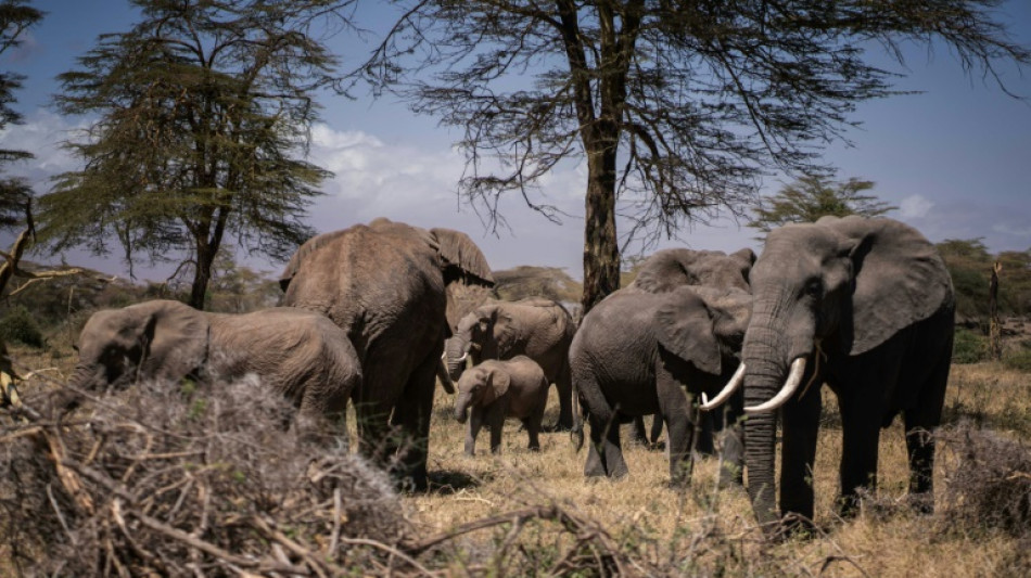 Kenya: mort d'une &eacute;l&eacute;phante qui avait surv&eacute;cu cinq fois &agrave; des braconniers