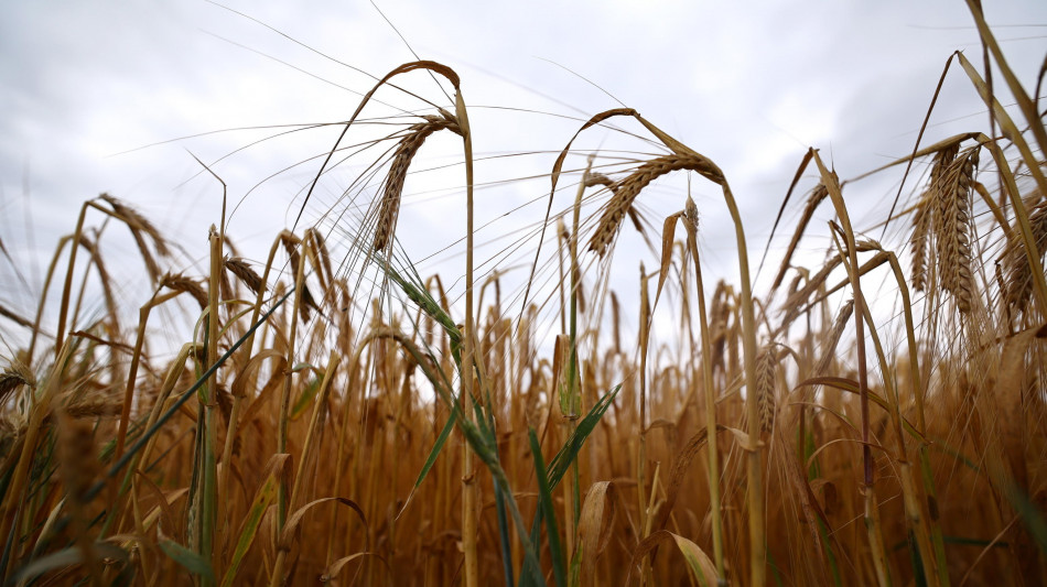 Guerra e grano, Russia leader export mondiale (16%) ma Kiev tiene grazie ad Ue