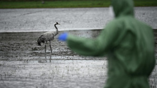 Loeffler-Institut: Bereits mehr als 500.000 Tiere wegen Vogelgrippe get&ouml;tet