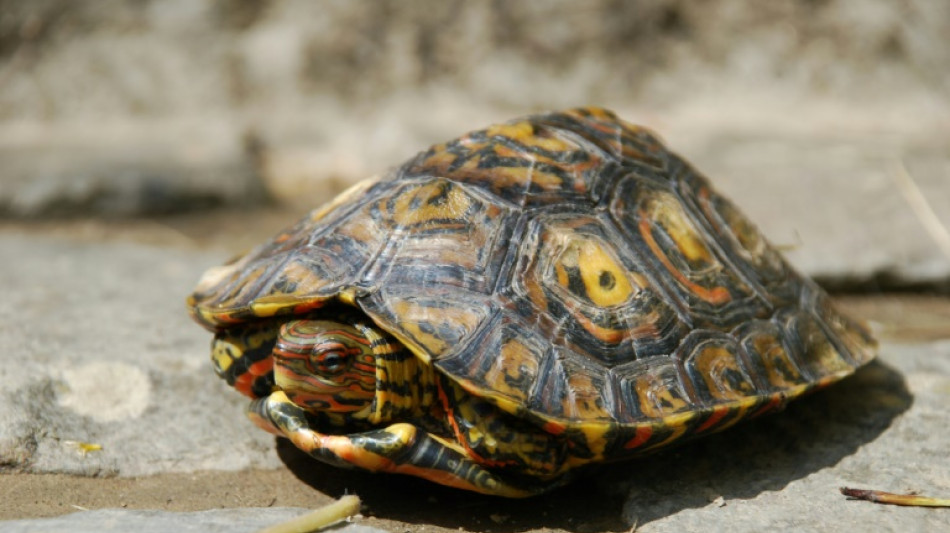 A la recherche d'un ancêtre commun à des tortues pas si muettes que ça