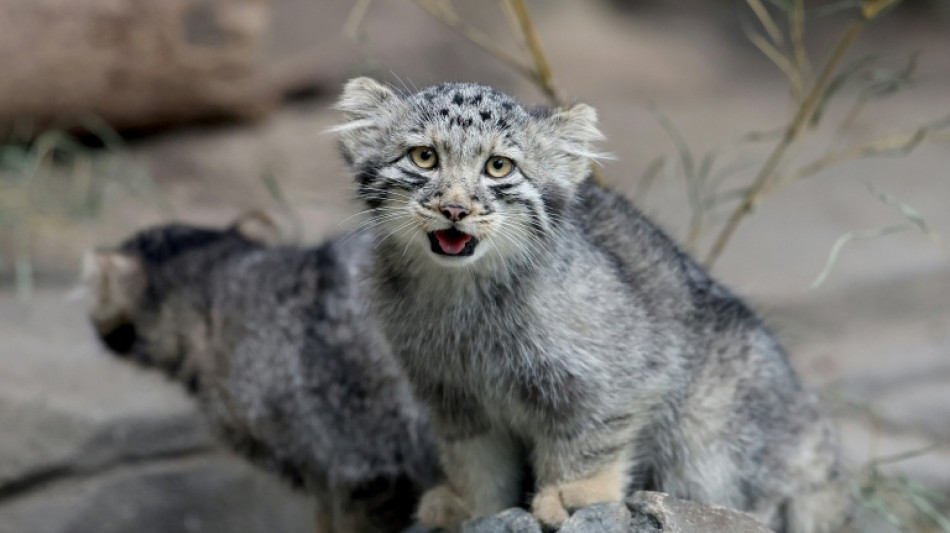 Un zool&oacute;gico japon&eacute;s presenta a cinco cr&iacute;as de gato de Pallas