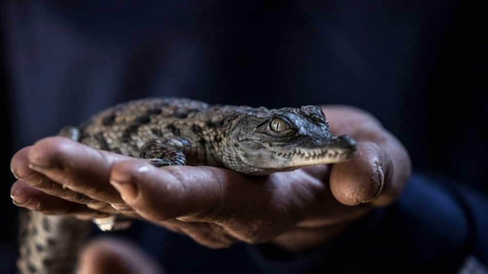 Canicules &agrave; r&eacute;p&eacute;tition: &eacute;closion naturelle de dix crocodiles du Nil dans la Dr&ocirc;me