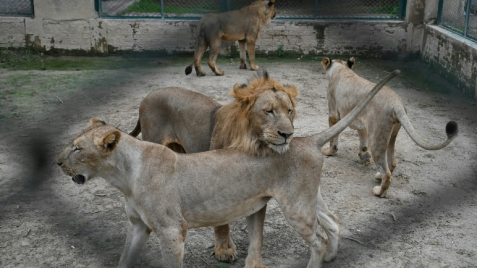 Going once, going twice... Pakistan lions up for auction