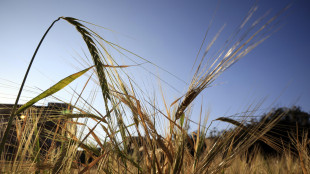 Manovra: vola al 58% il credito d'imposta Zes unica per l'agricoltura e la pesca