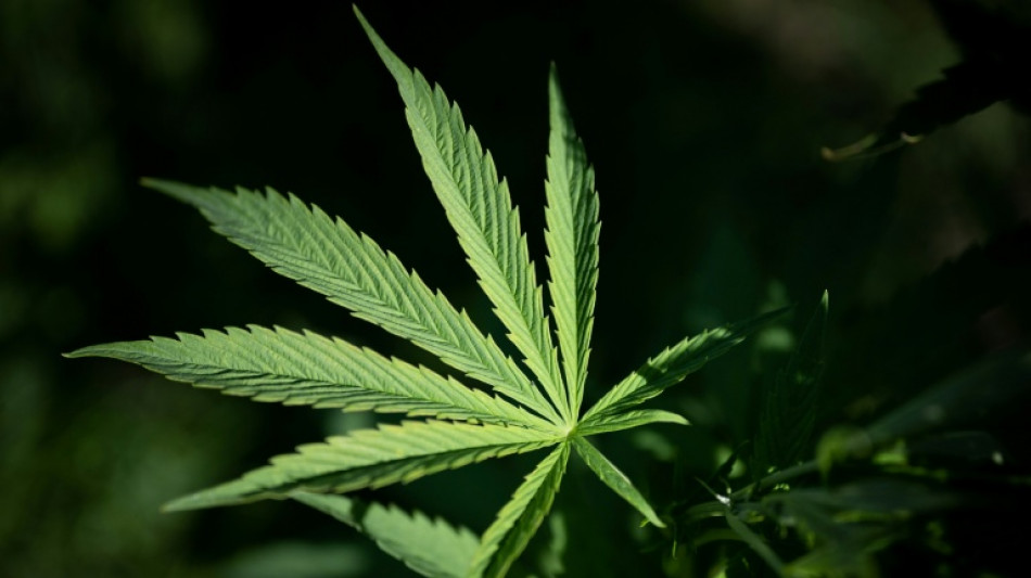 Cannabisplantage in Fachwerkhaus in Nordrhein-Westfalen entdeckt - Festnahme
