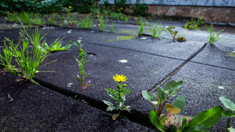 CCL Industries Inc. Enters into Automatic Securities Purchase Plan